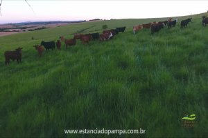 Fazenda Reconquista - Cachoeira do Sul.00_04_10_04.Quadro041_819b371381daa55909401603fb16caf9cc18b9cd.png